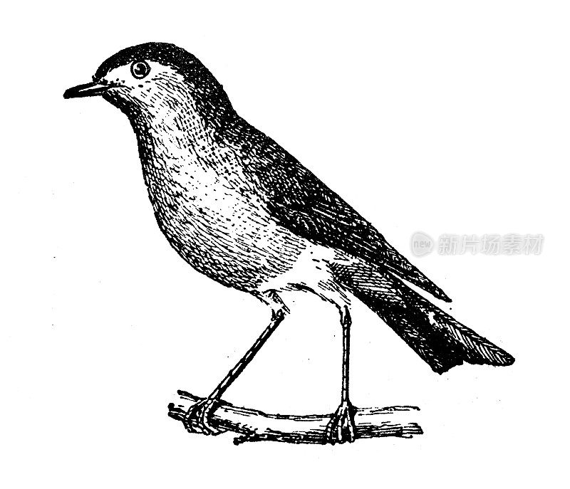 古董插画:欧洲知更鸟(Erithacus rubecula)